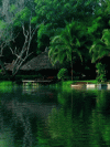 Nha.nuoc.rung